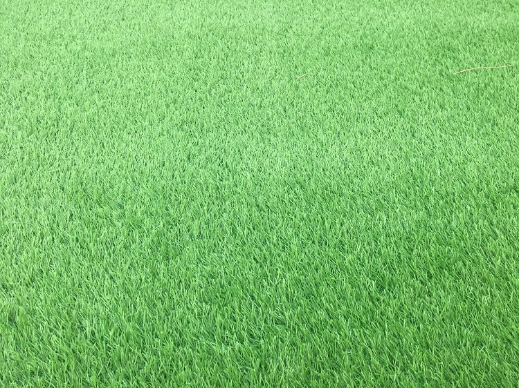 thảm cỏ nhân tạo cao cấp